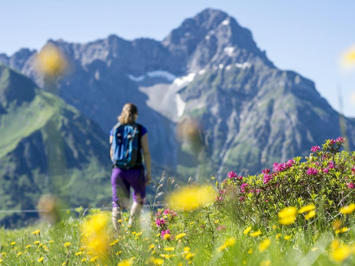 Alpenrosen im Frühling beim Wandern am Widderstein